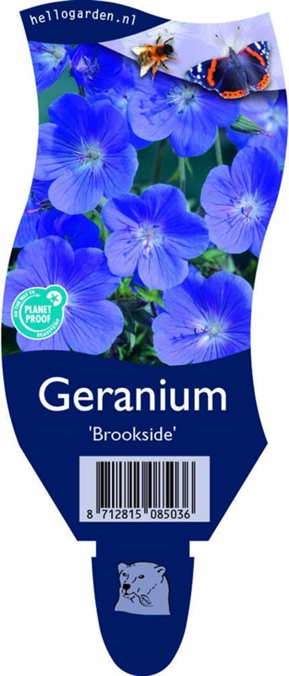 Geranium 'Brookside' - P11